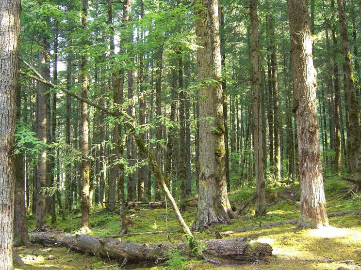 shishuan forest