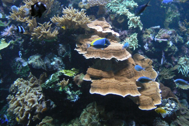 aquarium