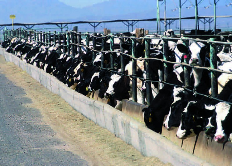 Richard Branson Thinks, By 2050, We Will No Longer Need to Kill Any Animals for Meat Richard Branson Thinks, By 2050, We Will No Longer Need to Kill Any Animals for Meat