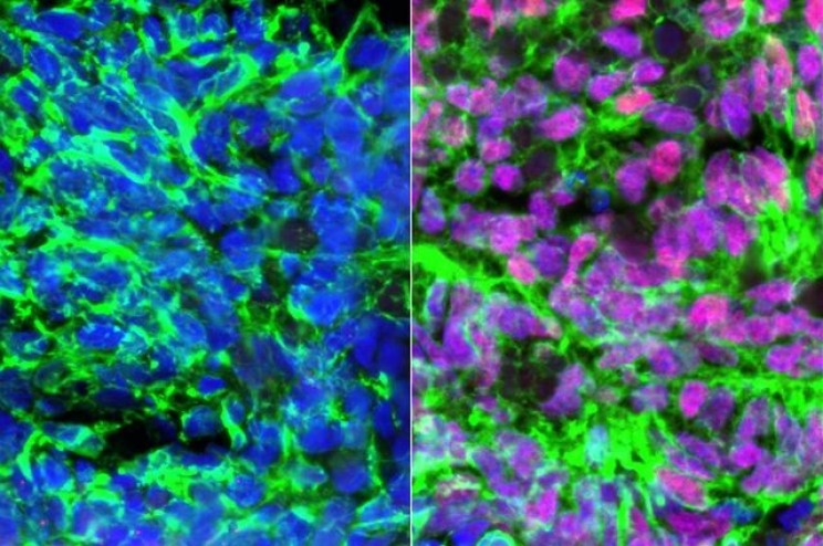 11 of the Most Exciting Stem Cell Research and Studies Set to Revolutionize Healthcare 11 of the Most Exciting Stem Cell Research and Studies Set to Revolutionize Healthcare