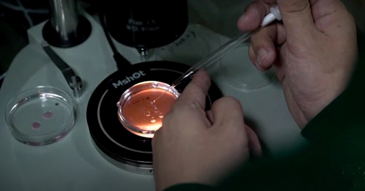 China Orders Controversial Genetics Researcher to Stop Baby-Editing Project