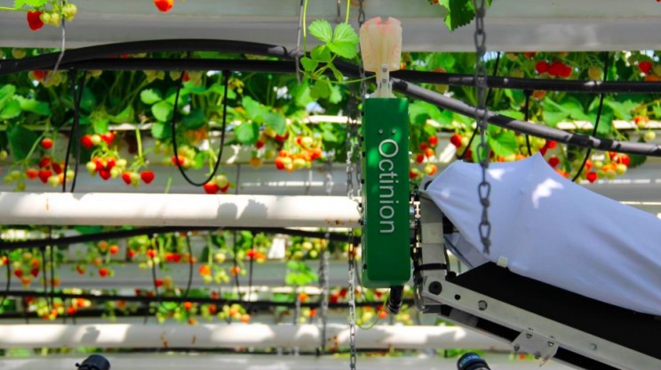 This Belgian Robot Could be the Future of Picking Supermarket Strawberries This Belgian Robot Could be the Future of Picking Supermarket Strawberries