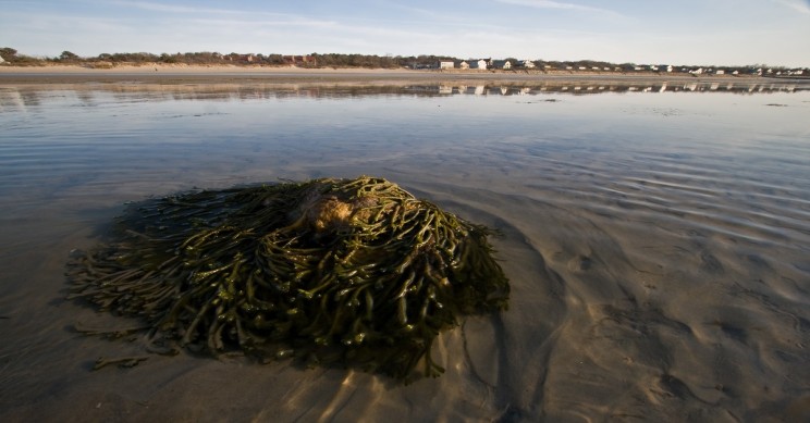 seaweed is the key to 3d-printed tissues