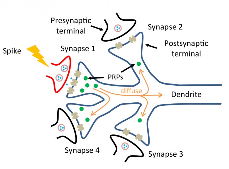 Scientists Develop Memristor Which More Effectively Mimics Synapses