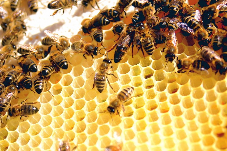 Bee colonies are disappearing, be prepared to save them.