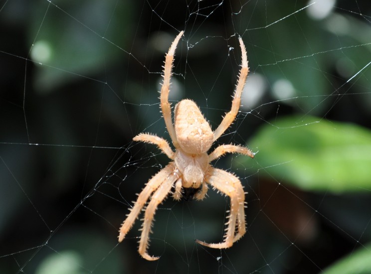 Spider Sculpts Large Decoy Spiders