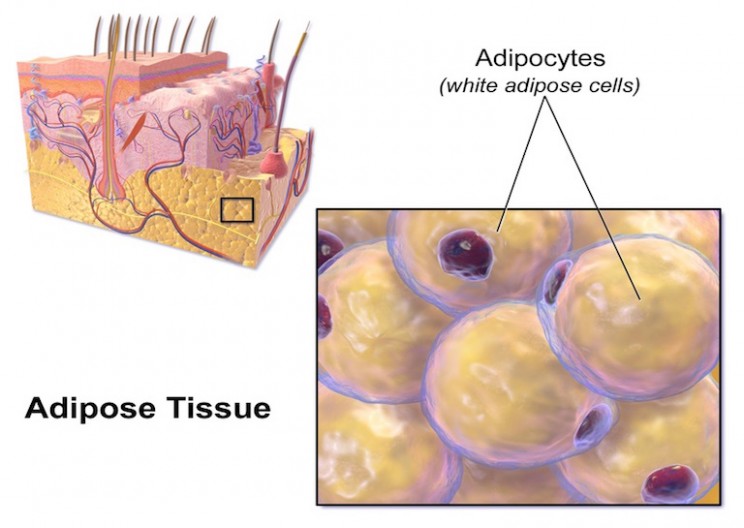 Doctors Discovered A New Way to Heal Wounds Without Leaving Any Scars