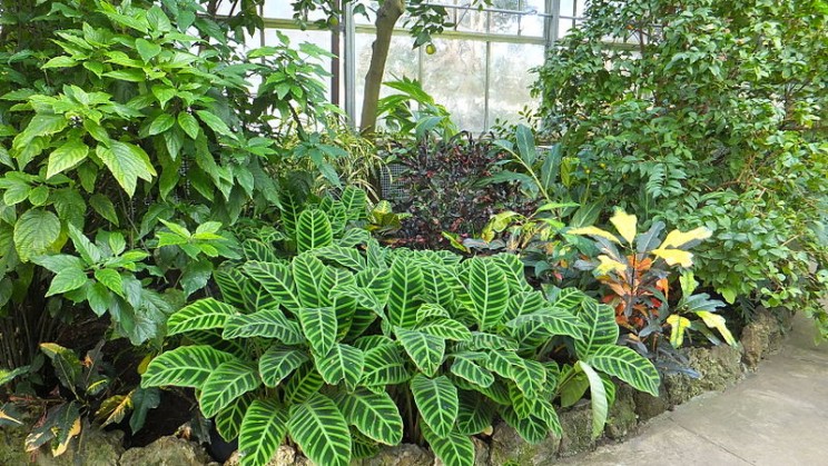 Plants are really talking outside the movie Avatar