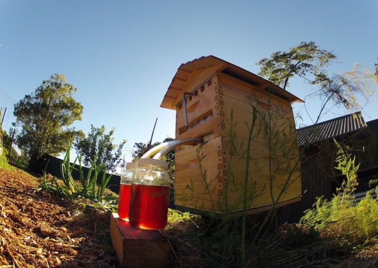 This New Beekeeping System is Totally Buzzworthy
