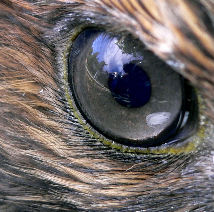 Smell-o-vision: Scent and Pixel