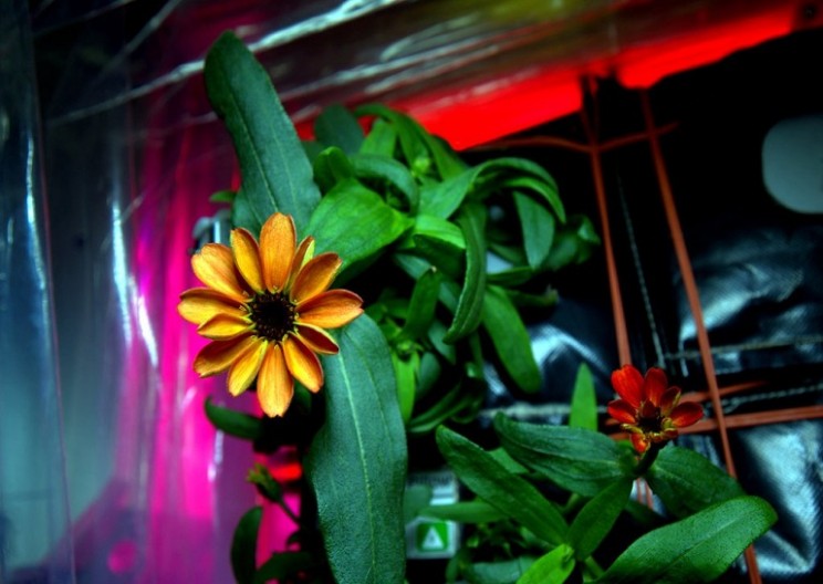 Astronauts successfully grow flower on International Space Station