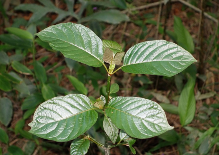 DEA Looks to Ban Kratom, a Drug that Could Lessen Addiction