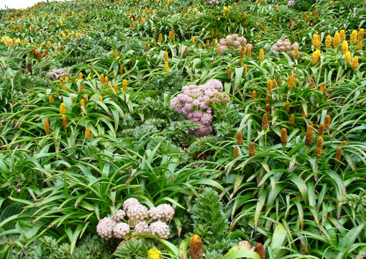 Megaherbs: Giant, Endemic Mystery Plants of Campbell Island