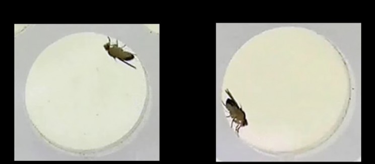 Can a fly be made to moonwalk?