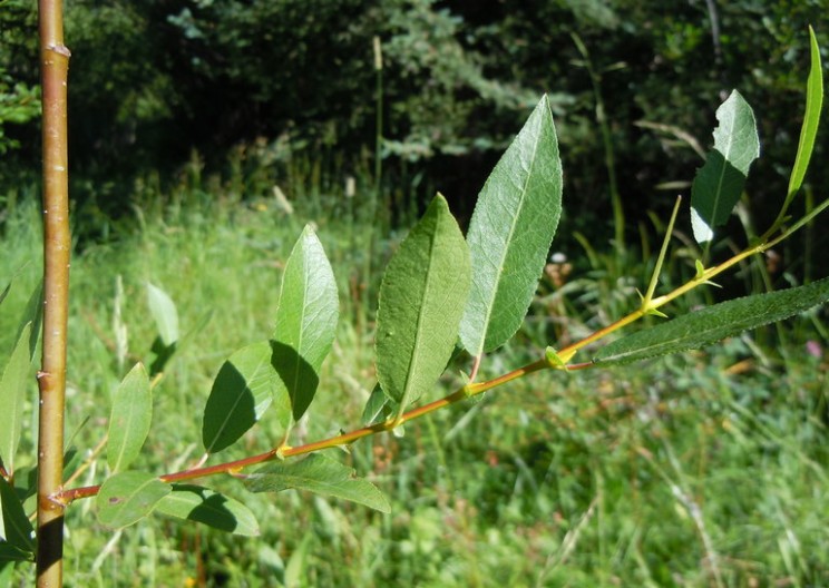 How Effective Could Willow be for Biomass Energy Generation?
