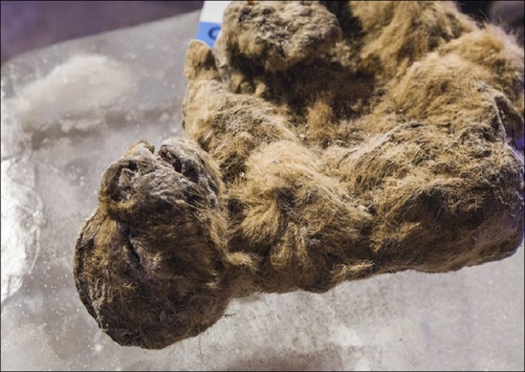 Korean Scientists are Cloning an Extinct Siberian Lion