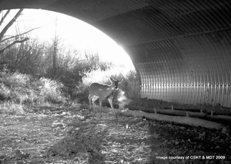 Highway 93 in Nevada Holds More Than 40 Wildlife Crossings