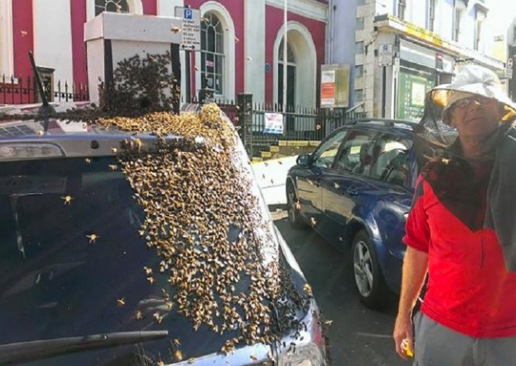 Grandmother Followed by 20 Thousand Bees for Two Days