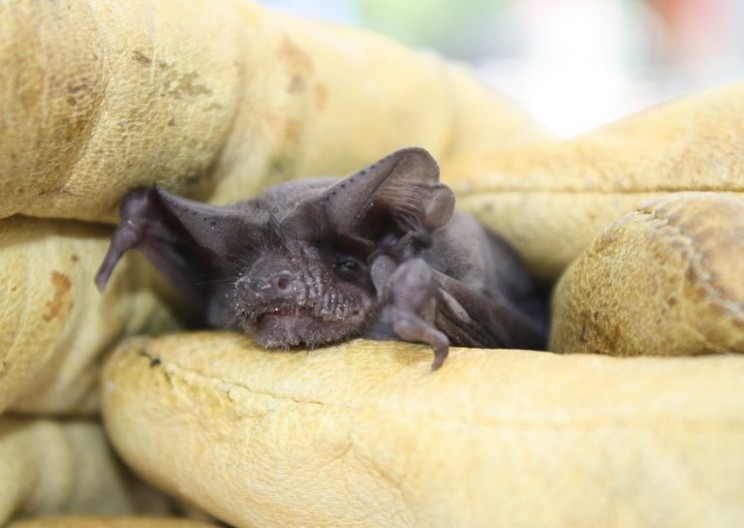 One Tiny Bat Defied Nature to Become the World's Fastest Flier