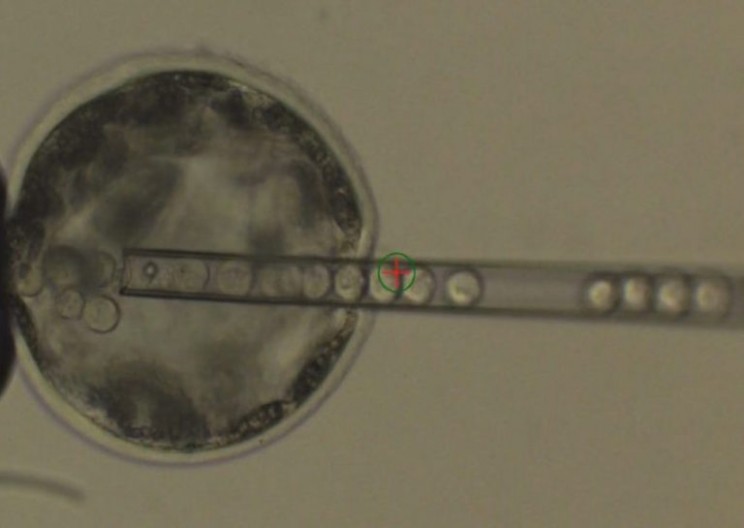Scientists Create Human-Pig Hybrids to Grow Organs for Transplant
