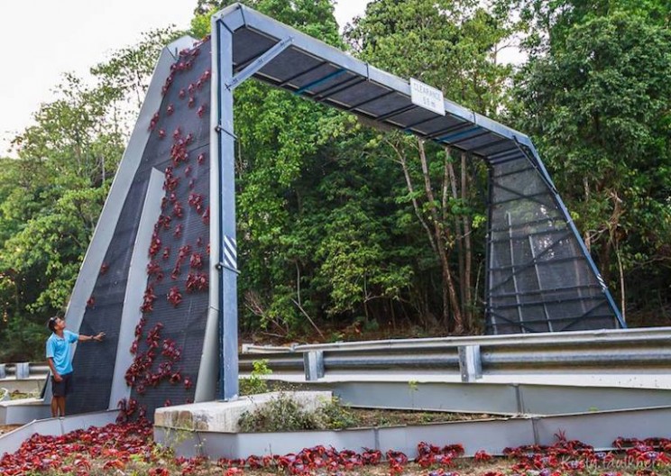 10 Most Beautiful Wildlife Crossings Around the World