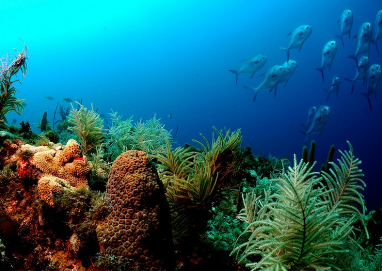 Rising Sea Levels May Actually be Beneficial for Coral Reefs