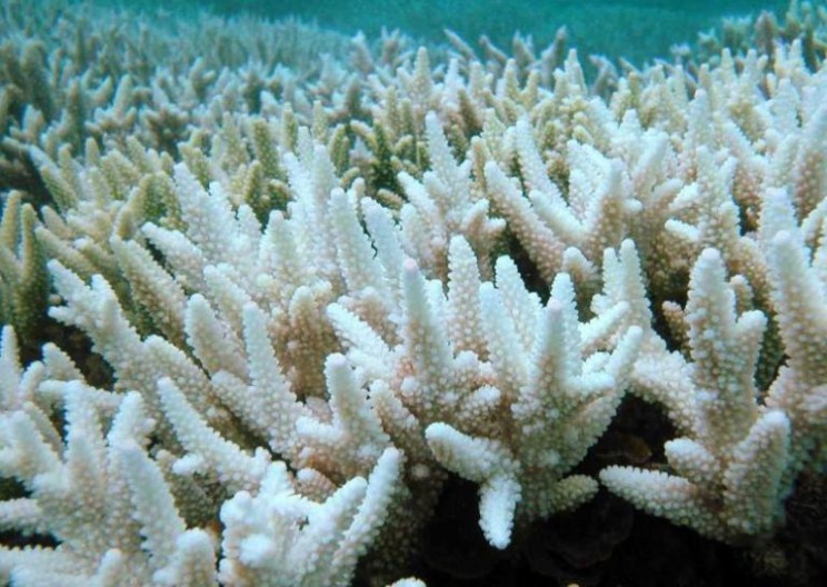 The Great Barrier Reef: Is it Really Dead or Only Mostly Dead?