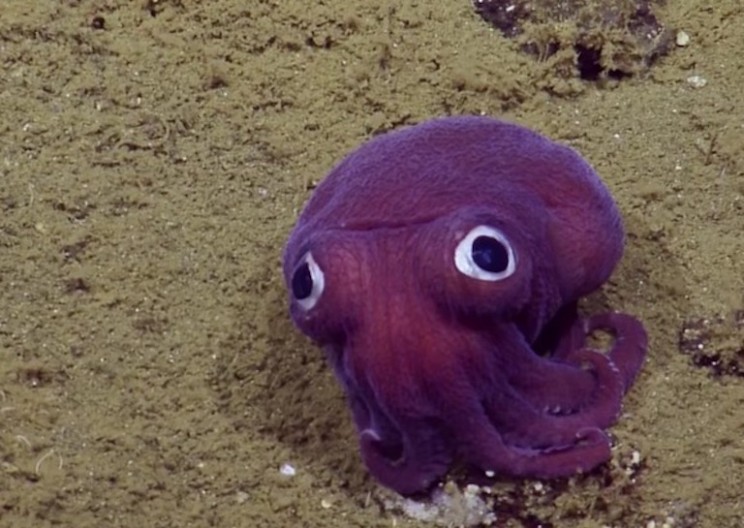 Nautilus Researchers Stumble Across the Most Adorable Squid