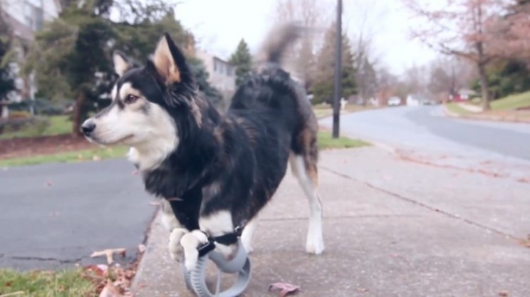 Derby the dog can lead normal life thanks to 3D printed legs