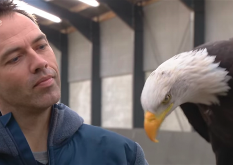 Dutch Police Training Eagles to Catch Drones