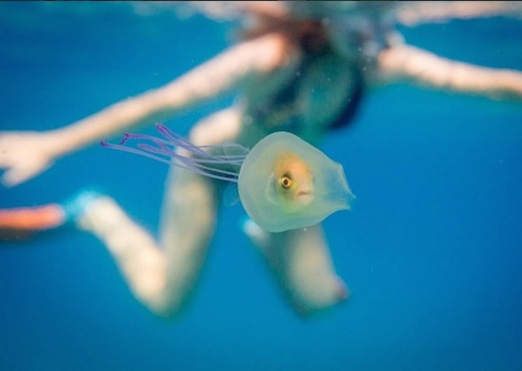 Rare Photos Reveal Fish Trapped Inside Jellyfish