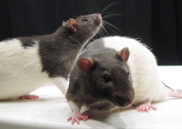 How Does the Brain Create Joy? Ask a Rat.