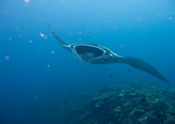 This Robot has the Grace of a Gliding Manta Ray