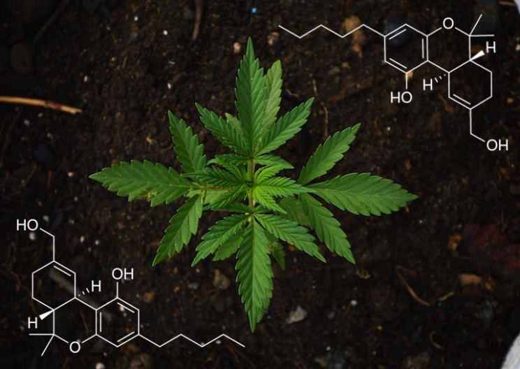 Marijuana from an Engineering Perspective: What’s Really Going On?