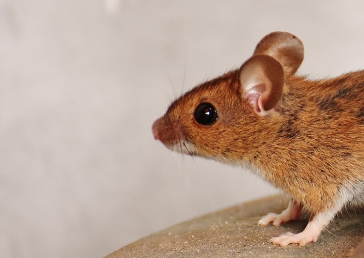 Reprogramming Cells Could Unlock the Fountain of Youth
