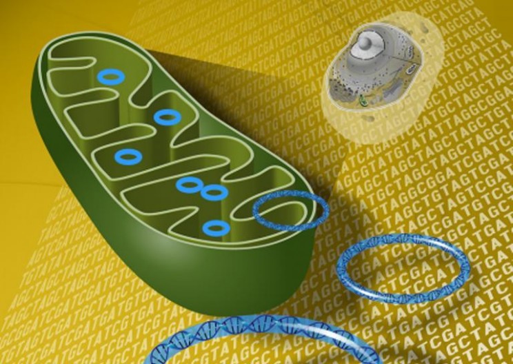 Researchers Unlock How to Repair Aging Cells