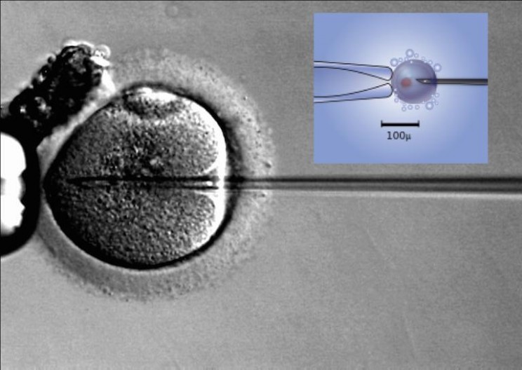 Chinese Scientists Modify Embryos to Resist HIV