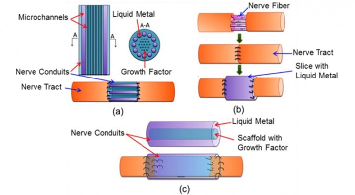 Liquid metal used Terminator-style to fix severed nerves
