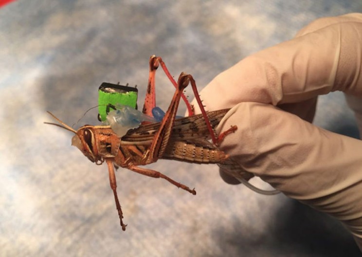 Team Engineers Locust Wings to Search Out Bombs
