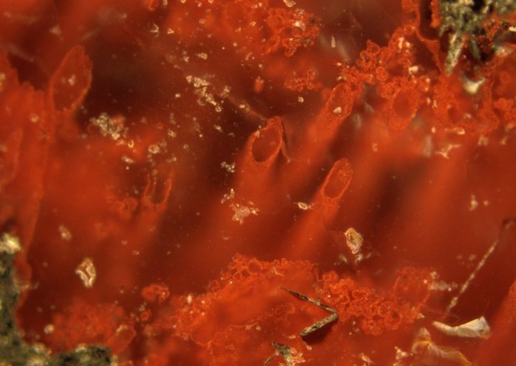 Scientists Uncover the Earth's Oldest Fossil; Could Hold Secrets to Life on Mars