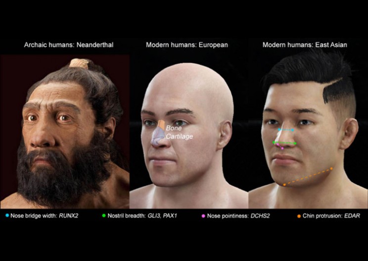 Nose-Shaping Genes in Humans Just Discovered