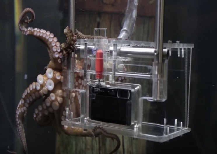 Scientists Just Taught an Octopus to Use a Camera