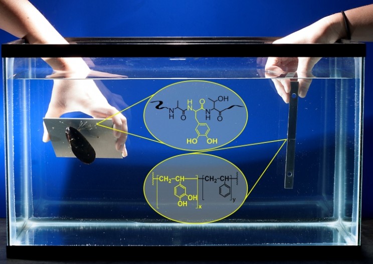 Engineers Develop Near-Perfect Underwater Glue Inspired by Nature