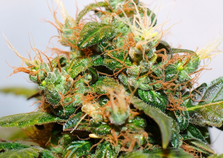 Is Weed the New Kale? Study Shows Benefits of Raw Cannabis