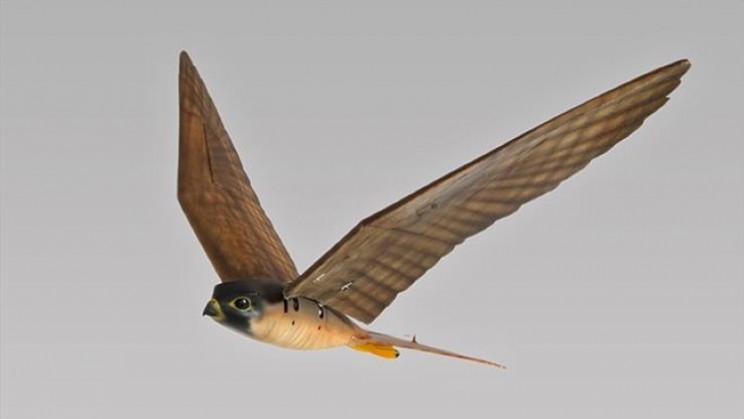 Robotic Robird bird deterrent looks and acts like a real bird
