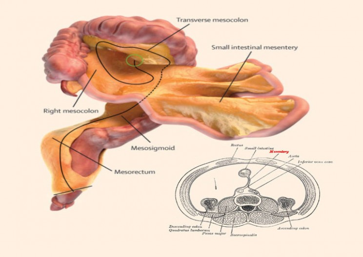 Scientists Have Officially Discovered A New Organ