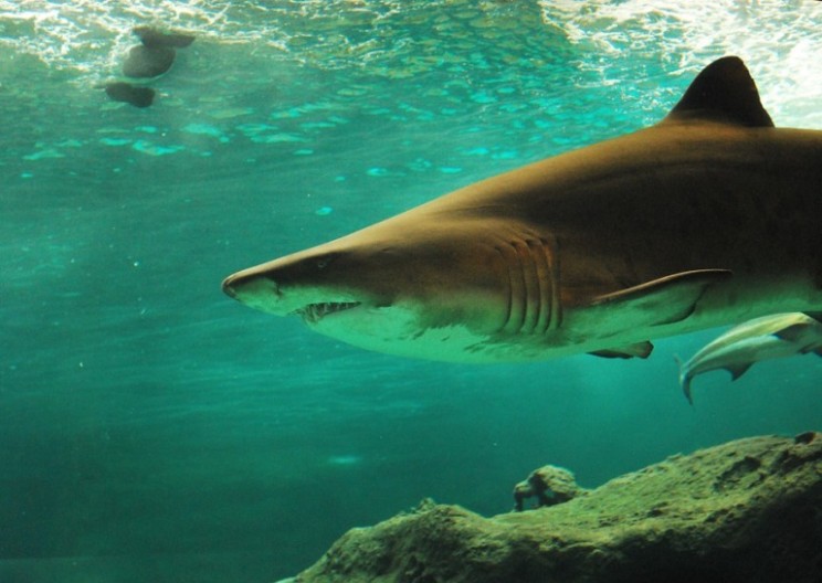 Engineers Use Sonar System to Detect Sharks