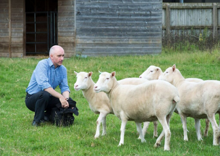 Dolly the Sheep Clones as Healthy as Normal Animals