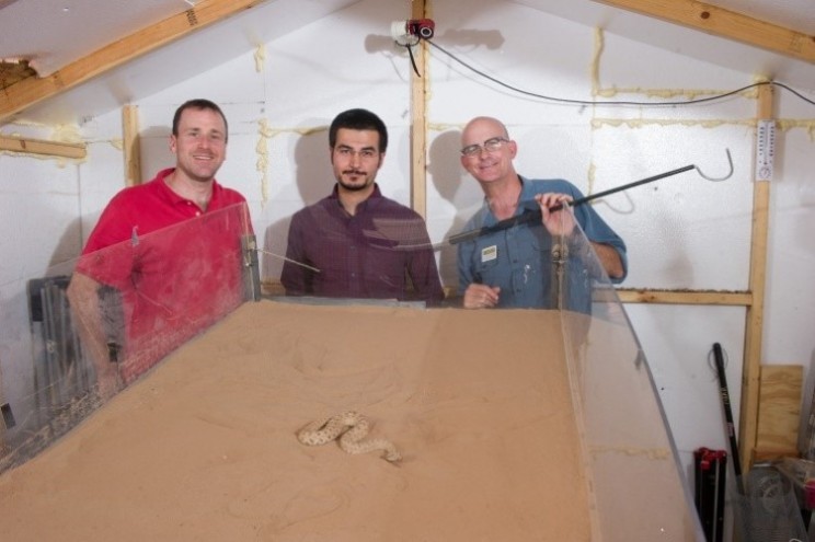 Robot snake learns to tackle sandy hills by copying sidewinder