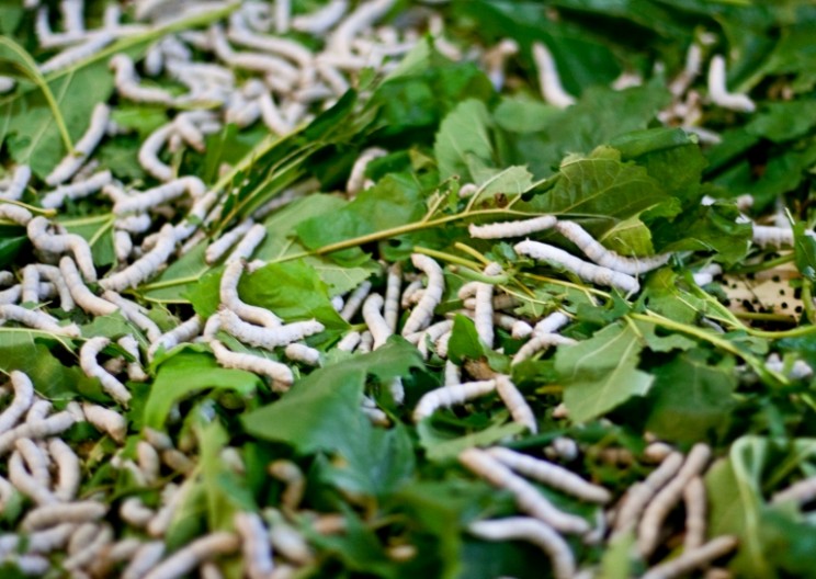Move Over Spider-Man, and Make Room for… Silkworm-Man?
